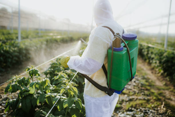 Best Termite Control Services  in Kearney Park, MS